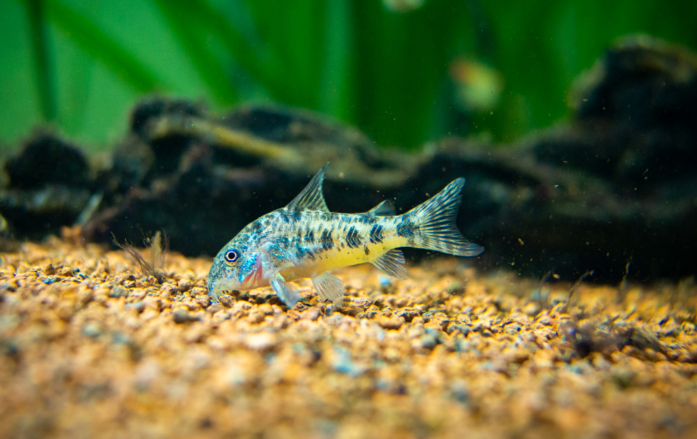 Corydoras fish